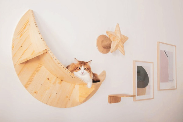 cat-is-resting-on-the-cat-shelf-1
