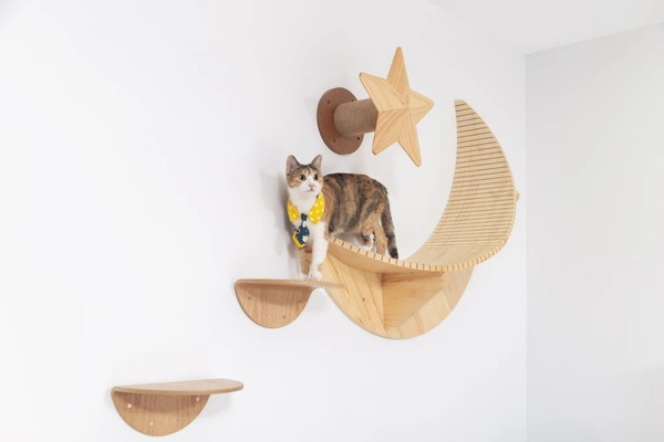 cat-is-balancing-on-the-moon-cat-shelf-on-the-wall