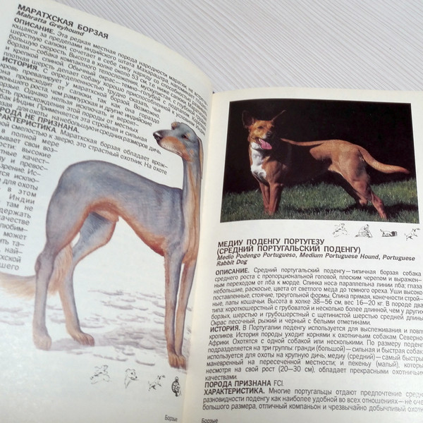 history-of-dog-breeds.jpg