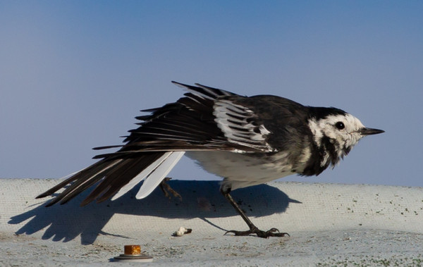 pied-wagtail-g290bd8157_1920.jpg