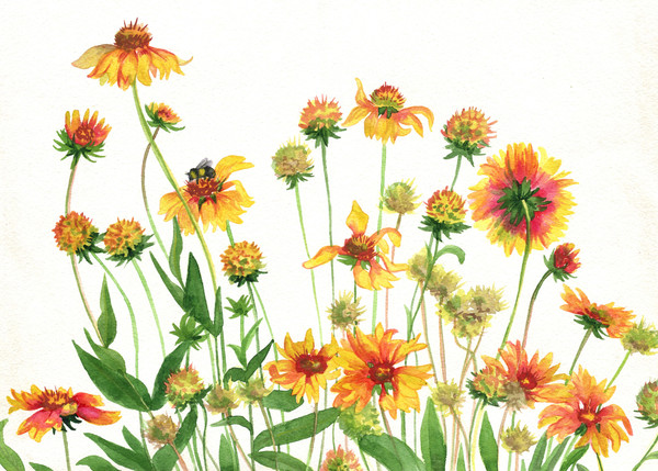 Garden flowers Rudbeckia. Watercolor painting.jpg