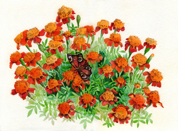 bouquet of flowers and a butterfly. Red-orange marigolds on a white background. Watercolor painting.jpg