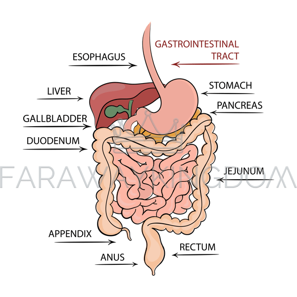 PANCREAS GASTROINTESTINAL TRACT [site].png