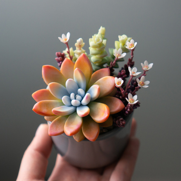 9_orange_echeveria_succulent_arrangement_jewelry_box.jpg