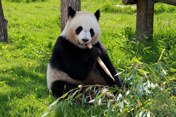 Panda Tumbler, Panda Gifts