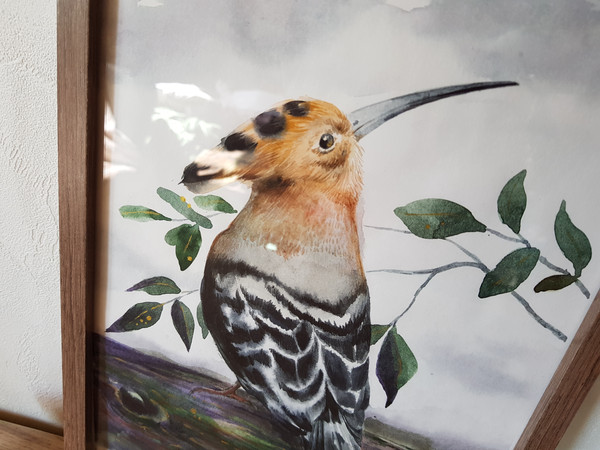 5 Watercolor artworkl painting in a frame -  bird Hoopoe  8.2 - 11.6 in ( 21-29,7cm )..jpg