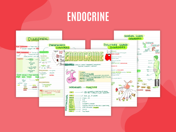 Endocrine.png