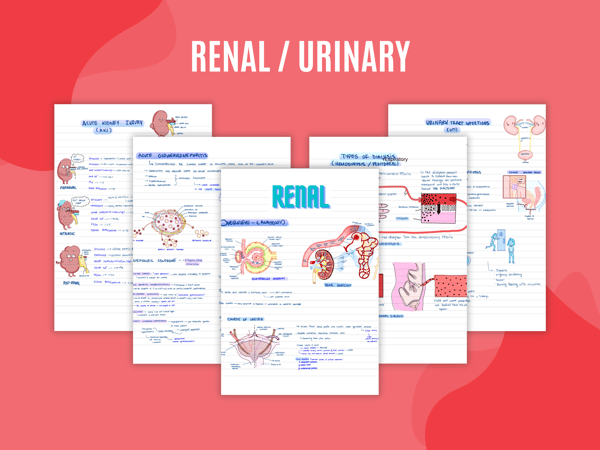 Renal  Urinary.png