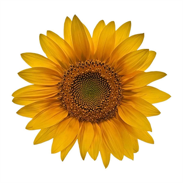 Small Sunflower Closeup Svg, Flower Svg, Sunflower Svg, Birt - Inspire ...