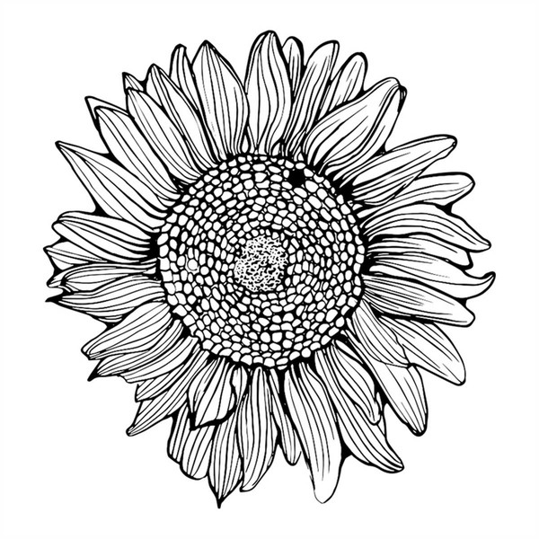 Drawing Sunflower Svg, Flower Svg, Sunflower Svg, Black Whit - Inspire ...