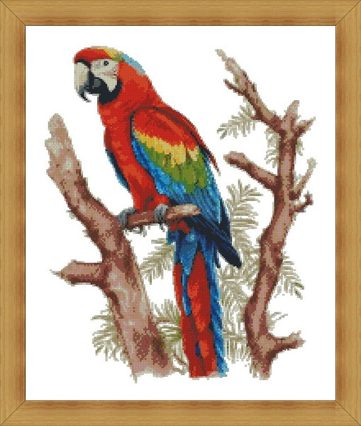 Scarlet Macaw3.jpg