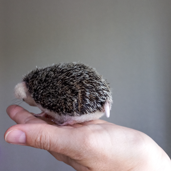 smallhedgehog.jpg