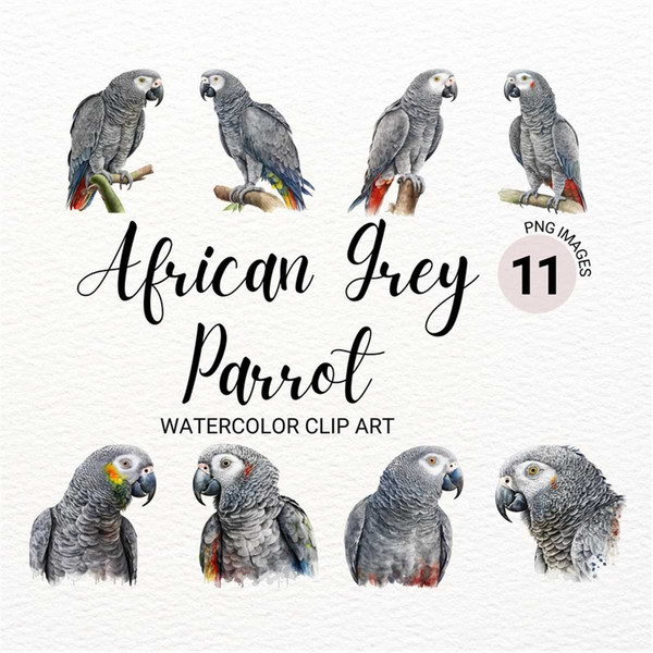 MR-1792023174415-watercolor-african-gray-parrot-clipart-bird-clipart-bundle-image-1.jpg