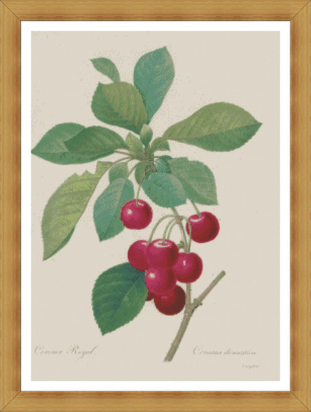 King Cherry By Pierre Joseph Redoute2.jpg