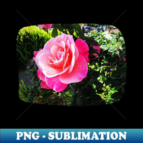 PT-20231110-2808_Beautiful pink rose photography 9507.jpg