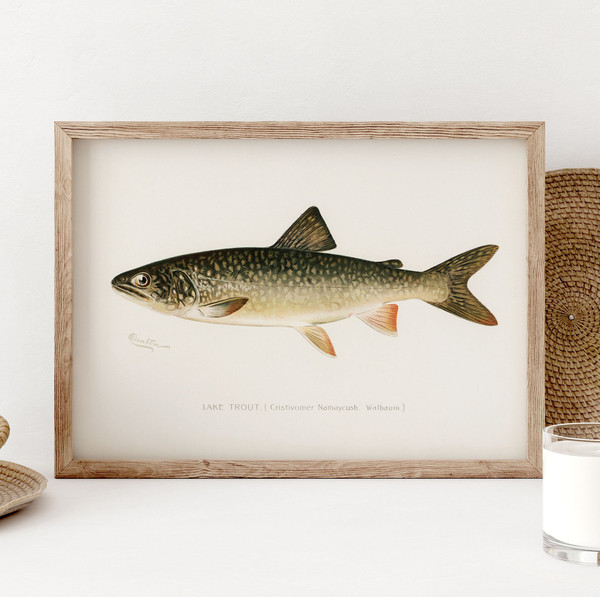 Lake Trout Fish Print, Vintage Fishing Poster Wall Art Decor