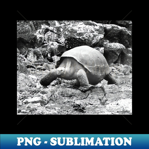 NQ-34305_vintage photo of galapagos tortoise 3054.jpg