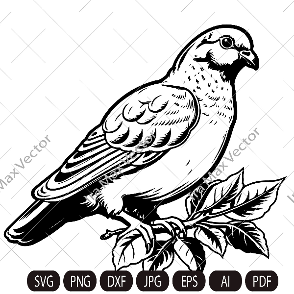 pigeon imv.jpg