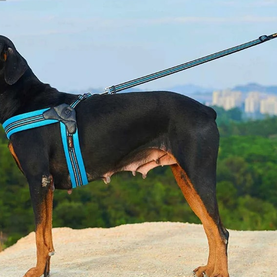 ygA6Breathable-Nylon-Mesh-Dog-Harness-Reflective-Adjustable-Dog-Harness-Pet-Leash-Dog-Accessories-Pet-Collar-Leash.jpg