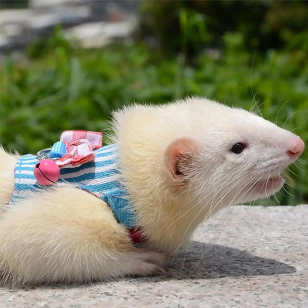 ihofStripe-Pet-Chest-Strap-Hamster-Rabbit-Bowtie-Harness-Vest-Leash-Traction-Rope-Ferrets-Rats-Bowknot-Chest.jpg