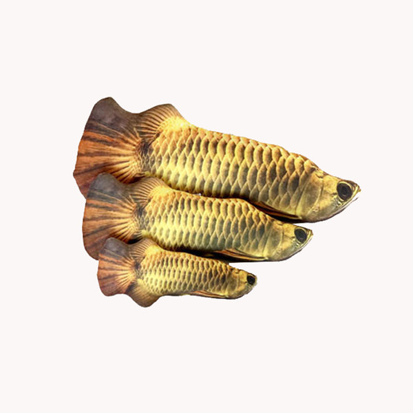 fFMBCat-Toy-Training-Entertainment-Fish-Plush-Stuffed-Pillow-20Cm-Simulation-Fish-Cat-Toy-Fish-Interactive-Pet.jpg