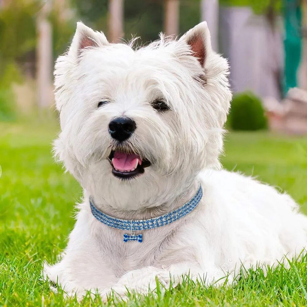 E0jYBling-Rhinestone-Dog-Collar-Crystal-Puppy-Chihuahua-Pet-Dog-Collars-Leash-For-Small-Medium-Dogs-Mascotas.jpg