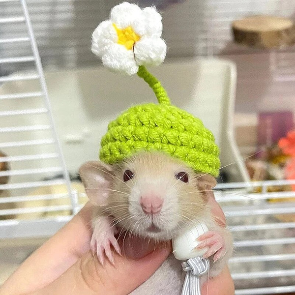 9RYuCute-Pet-Knitted-Hat-Hamster-Guinea-Pig-Hats-Costume-Mini-Small-Pet-Items-Parrot-Funny-Headwear.jpg