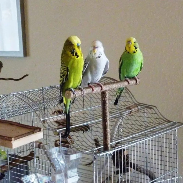 HKiUT-Shape-Natural-Wooden-Pets-Parrots-Perches-Standing-Rack-18-15cm-Birds-Supplies-Cage-Decor-Accessories.jpg