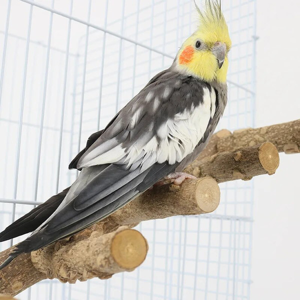 R60WNatural-Wood-Parrot-Bird-Perches-Bird-Stand-Paw-Grinding-Fork-Parakeet-Climb-Stand-Branch-Ladder-Toys.jpg