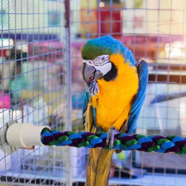 H6X2Flexible-Bird-Stand-Toy-Hanging-Braided-Bird-Chew-Rope-Curved-Bird-Stand-Perch-Cage-Toy-Parrots.jpg