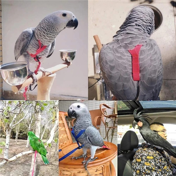 boZsParrot-Bird-Harness-Leash-Outdoor-Flying-Traction-Straps-Band-Adjustable-Anti-Bite-Training-Rope.jpg