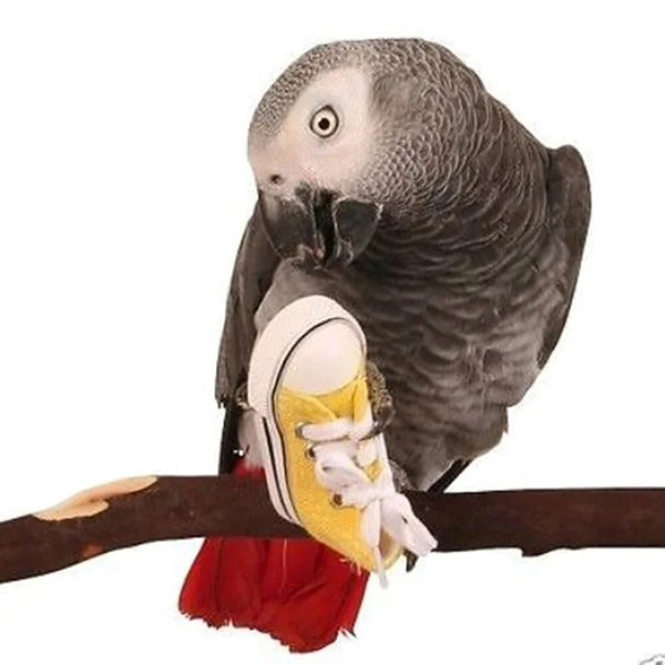 CpHUMini-Canvas-Shoes-Parrot-Bird-Toys-Pet-Bird-Shoe-Cage-Decoration-Standing-Climbing-Toy-Parrot-Bird.jpg