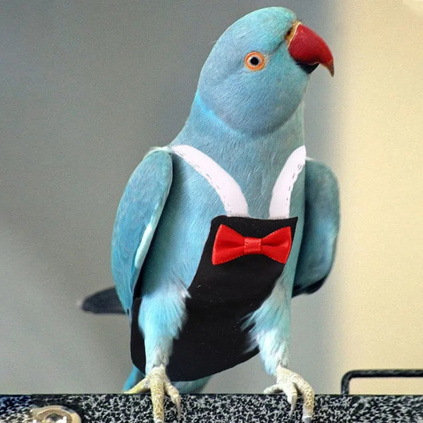 EQL9Bird-Parrot-Diaper-with-Bowtie-Cute-Flight-Suit-Nappy-Clothes-for-Green-Cheek-Conure-Parakeet-Pigeons.jpg