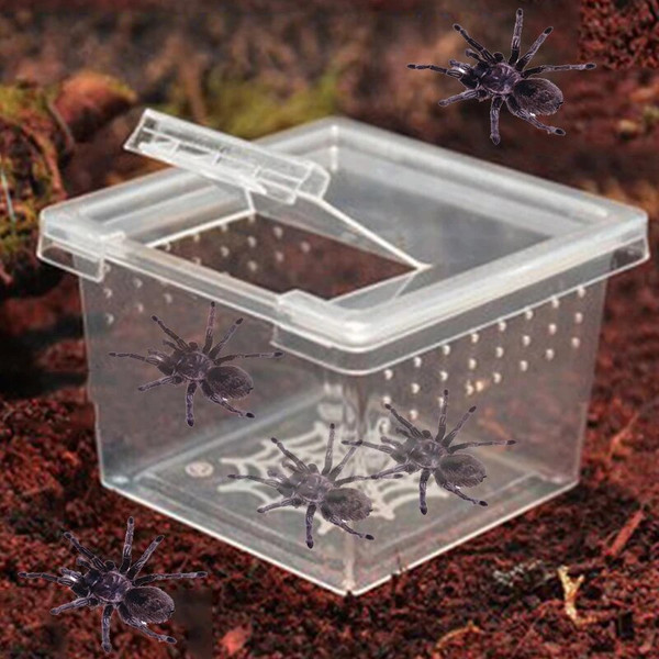 0XcI1Pc-Plastic-Reptiles-Living-Box-Transparent-Reptile-Terrarium-Habitat-for-Scorpion-Spider-Ants-Lizard-Breeding-Feeding.jpg
