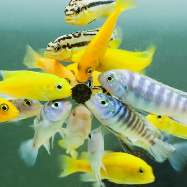 5AcG10pcs-Astaxanthin-Aquarium-Fish-Tank-Tablet-Pills-Fish-Food-Non-toxic-Supplies-Shrimp-Aquarium-Feeding-Fish.jpg