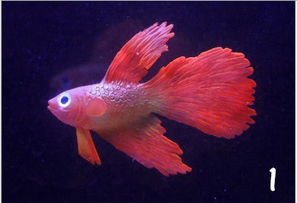 2TUE1pc-Silicone-Artificial-Night-Luminous-Hippocampus-Fish-Tank-Aquarium-Ornament-Underwater-Sea-Horse-Fish-Decoration-Pet.jpg