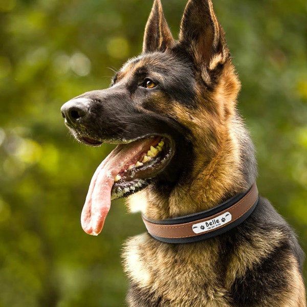 YLV3Large-Dog-Collar-Genuine-Leather-Dog-Collar-Personalized-Pet-Name-ID-Collar-Padded-Customized-For-Medium.jpg