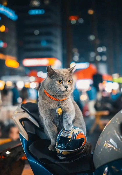 5I4fPet-Motorcycle-Helmet-Full-Face-Motorcycle-Helmet-Outdoor-Motorcycle-Bike-Riding-Helmet-Hat-for-Cat-Puppy.jpg