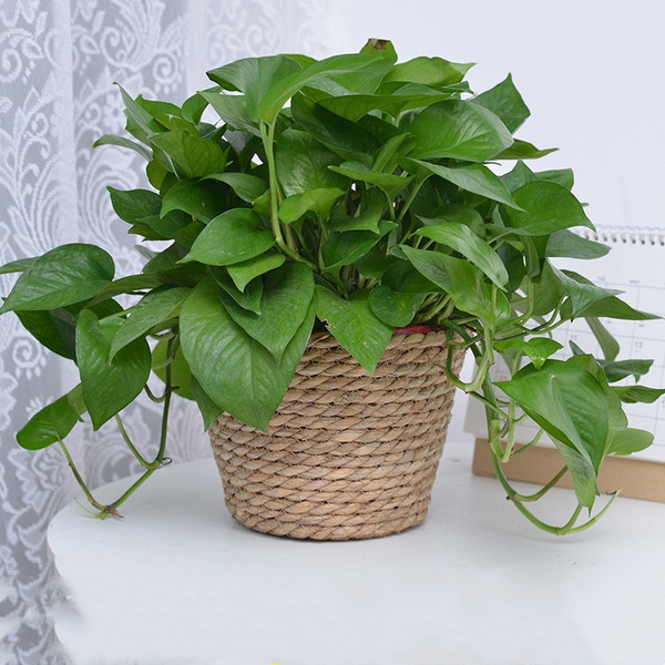 J85WStraw-Weaving-Flower-Plant-Pot-Basket-Grass-Planter-Basket-Indoor-Outdoor-Flower-Pot-Cover-Plant-Containers.jpg