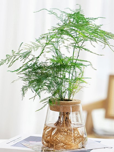 DRIyHydroponic-Plant-Home-Vase-Decor-Transparent-Hydroponic-Flower-Pot-Soilless-Plant-Pots-Office-Desktop-Green-Plants.jpg
