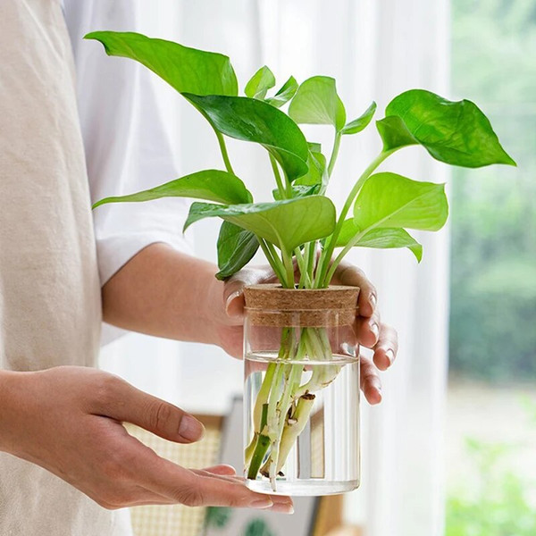 5Rf1Mini-Hydroponic-Flower-Pot-Transparent-Terrarium-Glass-Soilless-Green-Plant-Vase-Garden-Living-Room-Home-Tabletop.jpg