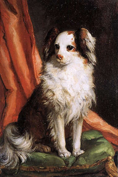 Portrait Of A Toy Spaniel Dog Italian Painting By Giovanni B Tiepolo Repro.jpg