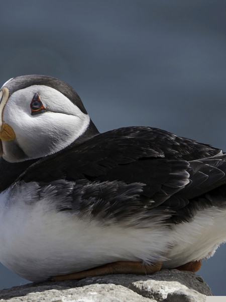 Puffin on the Rocks Graphic(1).png