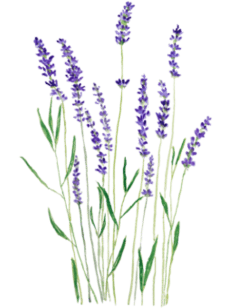 purple lavender .png