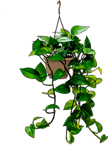 Hanging Pothos Plant.png