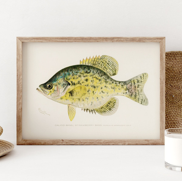 Calico Bass Fish Print, Vintage Fishing Poster Wall Art Deco - Inspire  Uplift