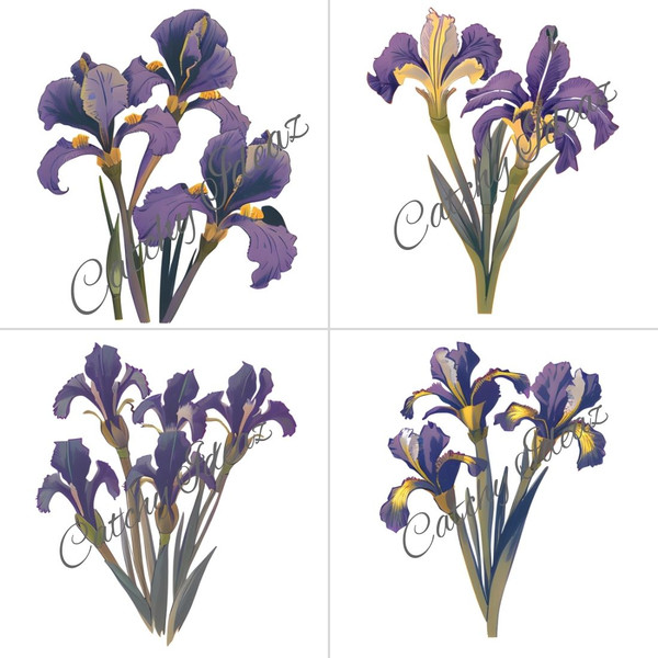 Iris Flower Clipart Designs 4.jpg
