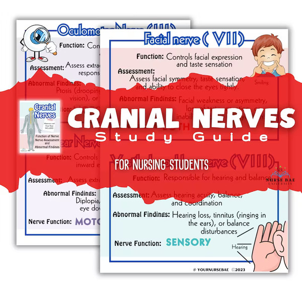Cranial Nerves Study Guide (1).png