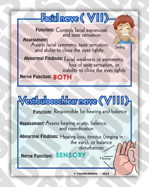 Cranial Nerves Study Guide (2).png