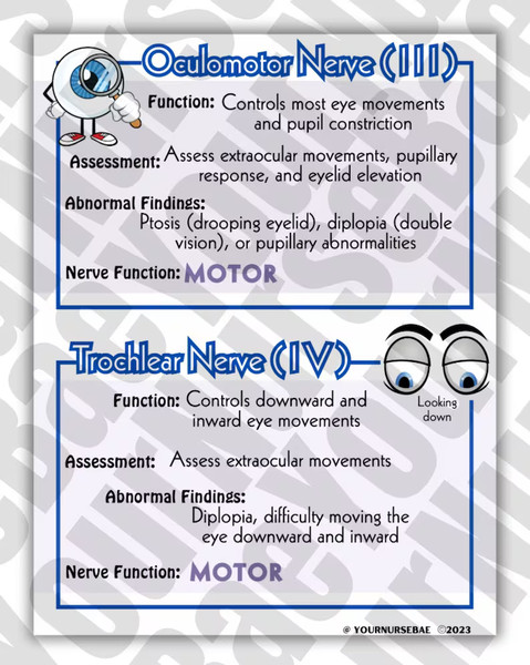Cranial Nerves Study Guide (3).png